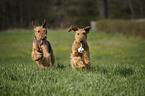 running Airedale Terrier