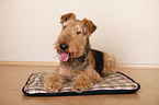 lying Airedale Terrier