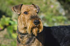 Airedale Terrier Portrait