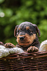 Airedale Terrier Puppy in the basket