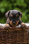 Airedale Terrier Puppy in the basket