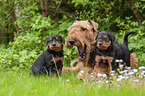 Airedale Terrier mother with puppies