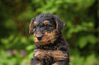 Airedale Terrier Puppy portrait