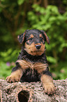 Airedale Terrier Puppy