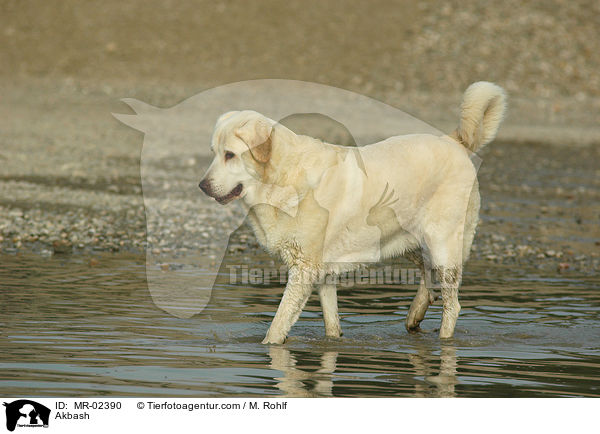 Anatolischer Hirtenhund / Akbash / MR-02390