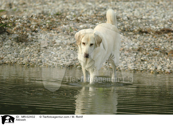 Anatolischer Hirtenhund / Akbash / MR-02402