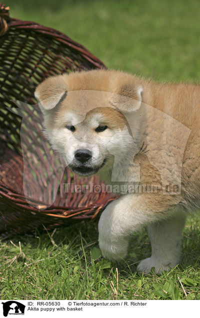 Akita puppy with basket / RR-05630