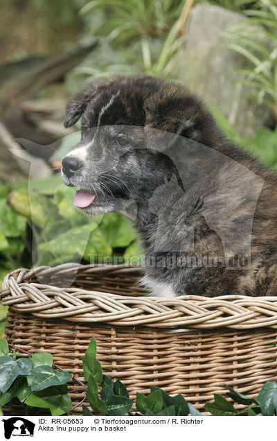 Akita Inu puppy in a basket / RR-05653