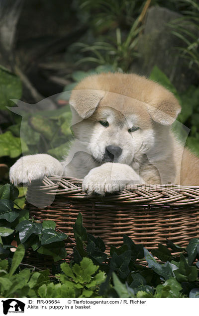 Akita Inu Welpe im Krbchen / Akita Inu puppy in a basket / RR-05654