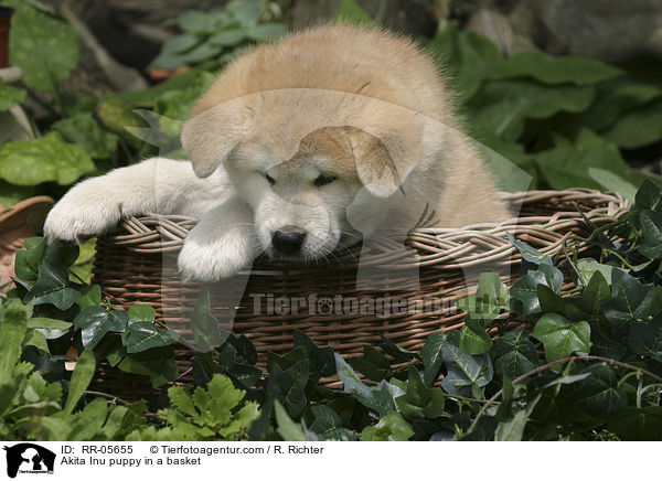 Akita Inu puppy in a basket / RR-05655