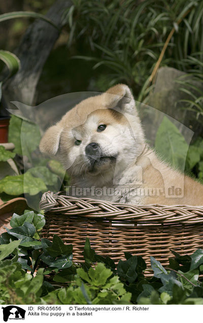 Akita Inu puppy in a basket / RR-05656