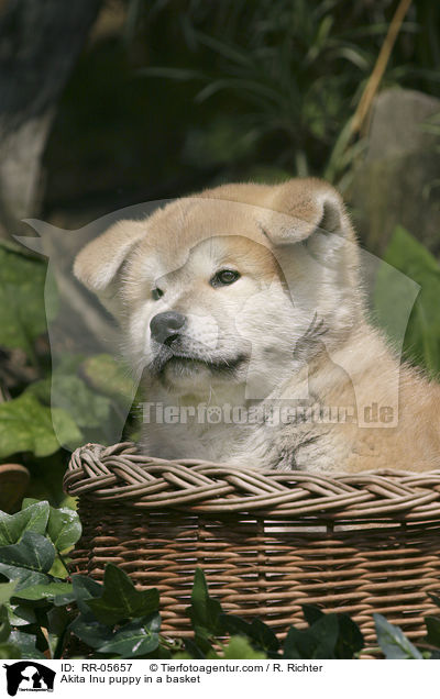 Akita Inu puppy in a basket / RR-05657