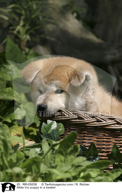 Akita Inu puppy in a basket / RR-05658