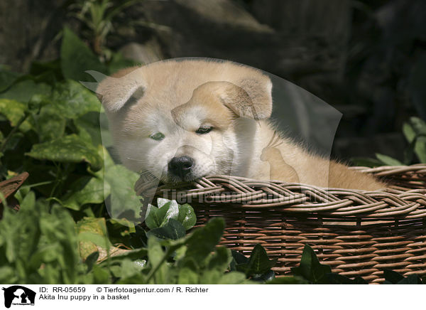 Akita Inu puppy in a basket / RR-05659