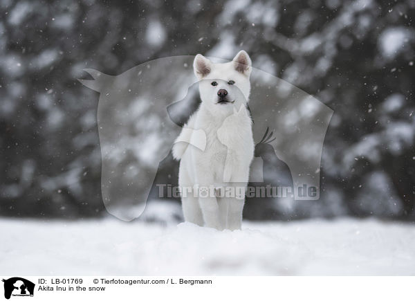 Akita Inu in the snow / LB-01769