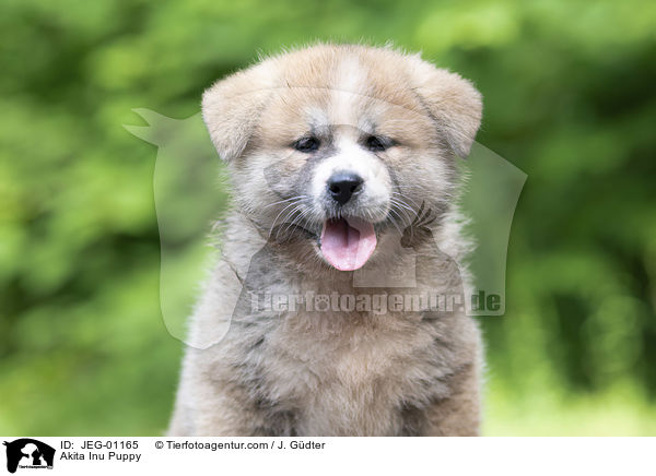 Akita Inu Puppy / JEG-01165