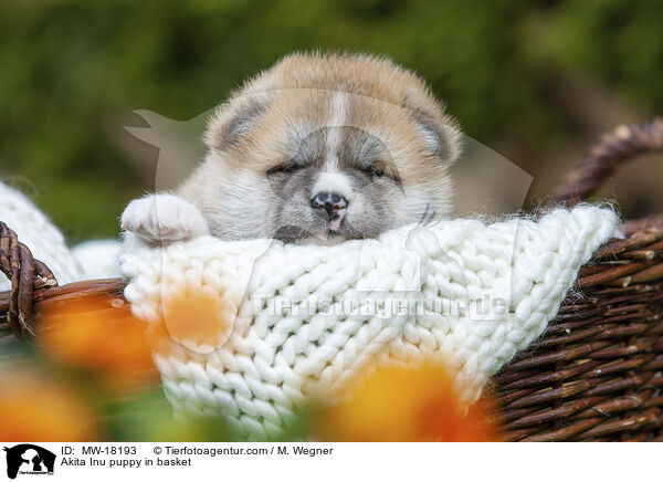 Akita Inu puppy in basket / MW-18193