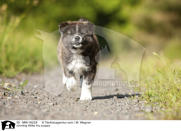 running Akita Inu puppy / MW-18229