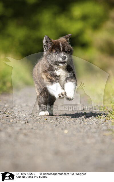 running Akita Inu puppy / MW-18232