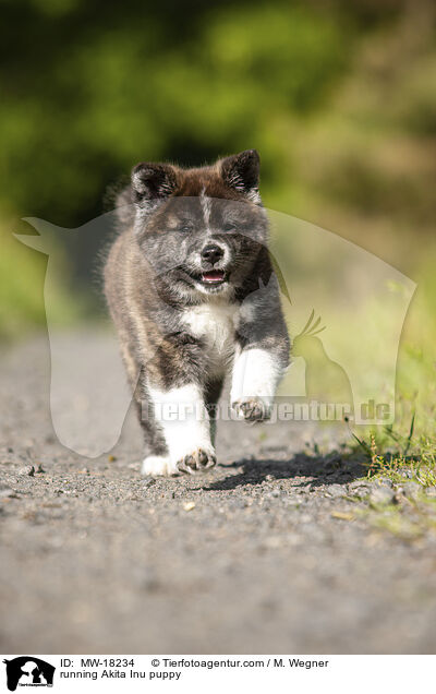 running Akita Inu puppy / MW-18234