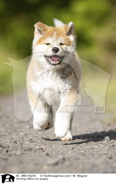 running Akita Inu puppy / MW-18254
