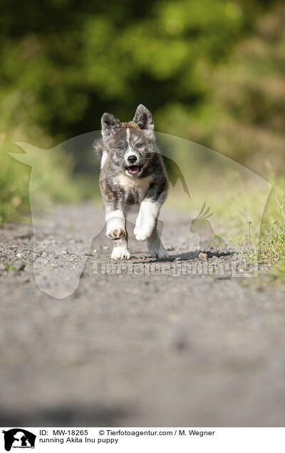 running Akita Inu puppy / MW-18265