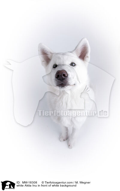 white Akita Inu in front of white background / MW-18308