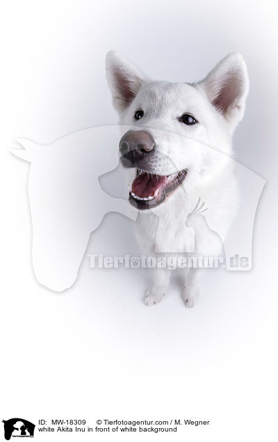 white Akita Inu in front of white background / MW-18309