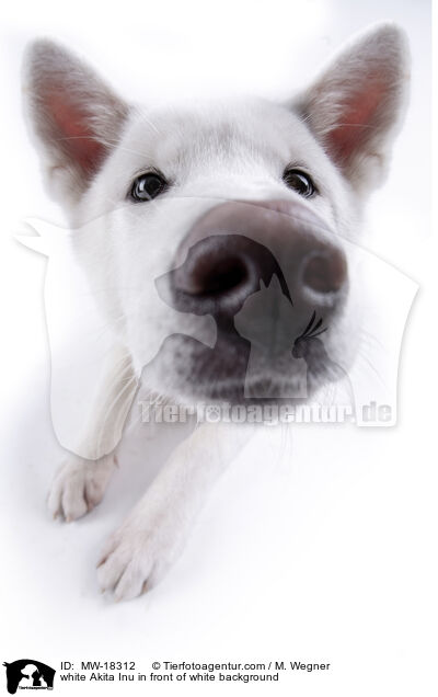 white Akita Inu in front of white background / MW-18312