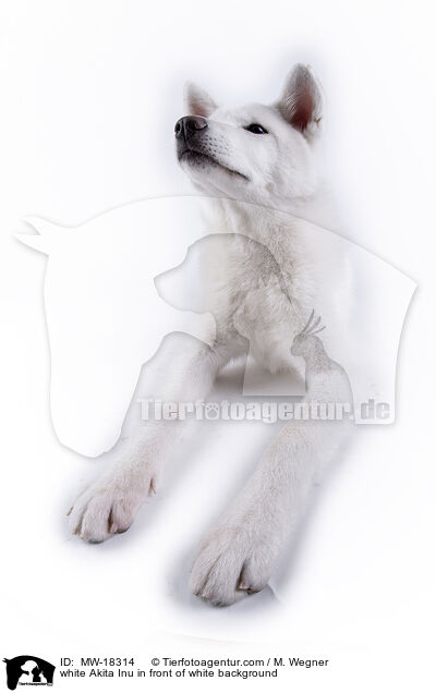 white Akita Inu in front of white background / MW-18314