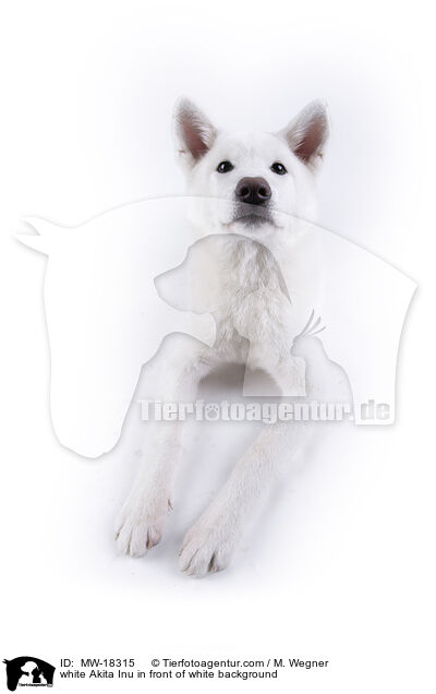 white Akita Inu in front of white background / MW-18315