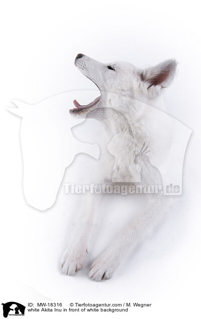 white Akita Inu in front of white background / MW-18316