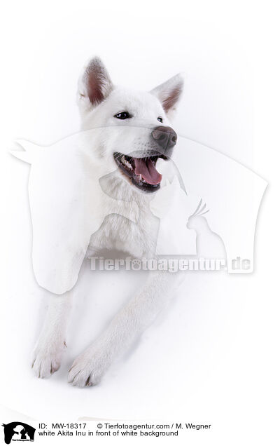 white Akita Inu in front of white background / MW-18317