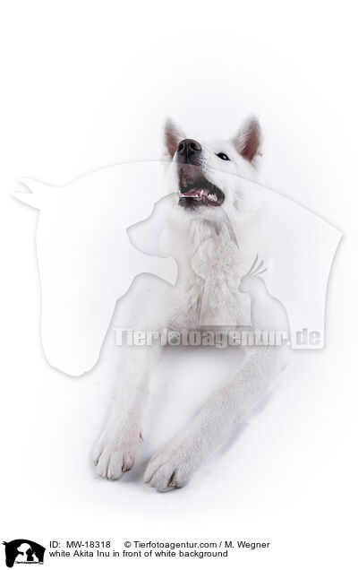 white Akita Inu in front of white background / MW-18318