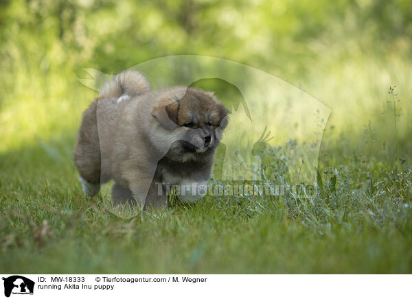 running Akita Inu puppy / MW-18333
