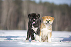 Akita Inu puppies in the snow