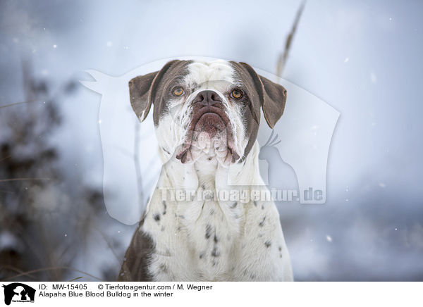 Alapaha Blue Blood Bulldog in the winter / MW-15405