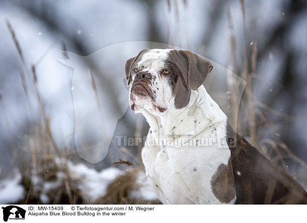 Alapaha Blue Blood Bulldog in the winter / MW-15409