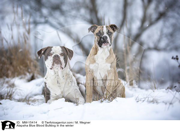 Alapaha Blue Blood Bulldog in the winter / MW-15414
