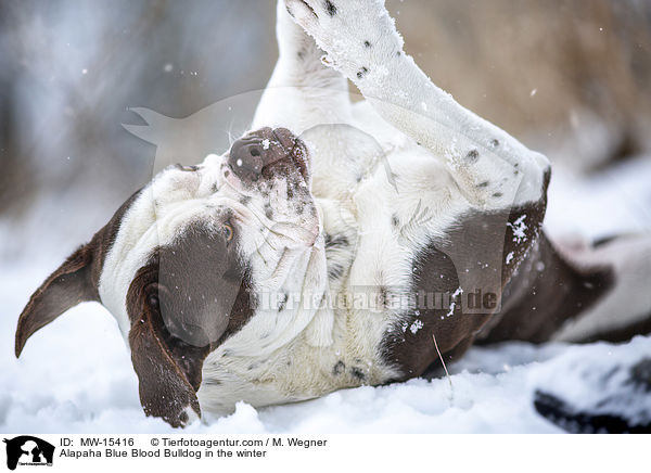 Alapaha Blue Blood Bulldog in the winter / MW-15416