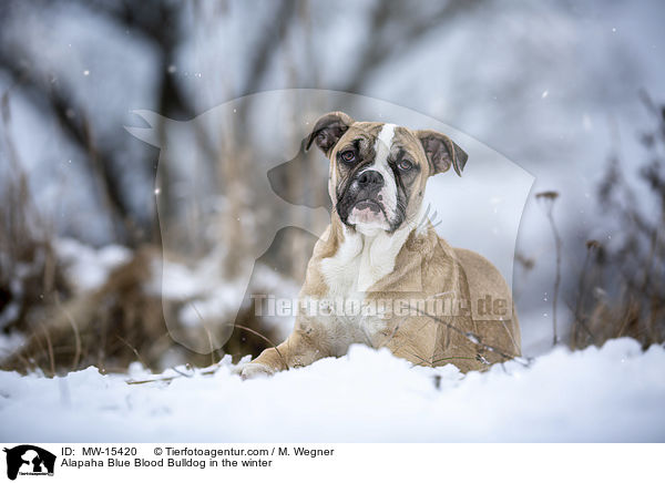 Alapaha Blue Blood Bulldog in the winter / MW-15420