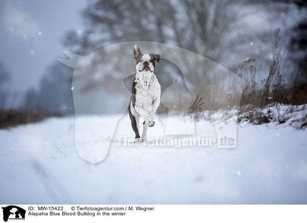 Alapaha Blue Blood Bulldog in the winter / MW-15422