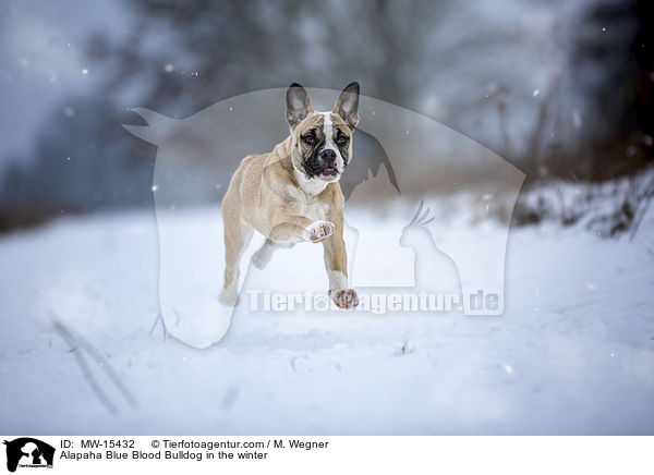 Alapaha Blue Blood Bulldog in the winter / MW-15432