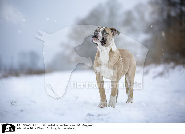 Alapaha Blue Blood Bulldog im Winter / Alapaha Blue Blood Bulldog in the winter / MW-15435