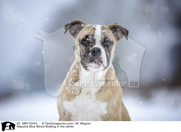 Alapaha Blue Blood Bulldog im Winter / Alapaha Blue Blood Bulldog in the winter / MW-15443