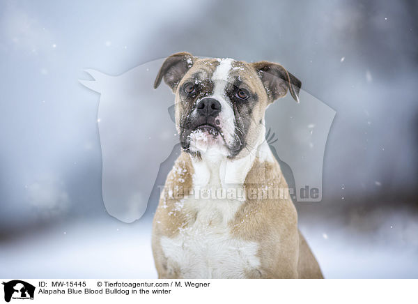 Alapaha Blue Blood Bulldog im Winter / Alapaha Blue Blood Bulldog in the winter / MW-15445