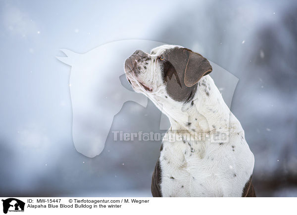 Alapaha Blue Blood Bulldog im Winter / Alapaha Blue Blood Bulldog in the winter / MW-15447