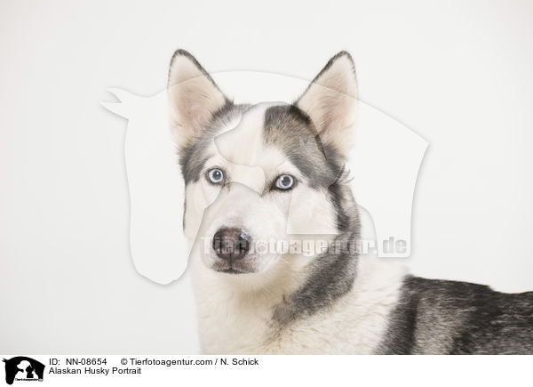 Alaskan Husky Portrait / NN-08654