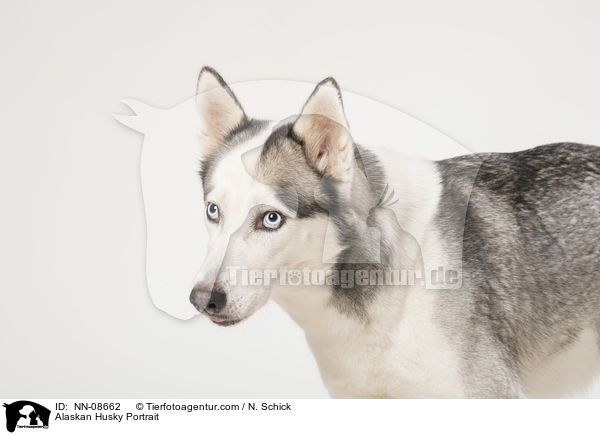 Alaskan Husky Portrait / NN-08662