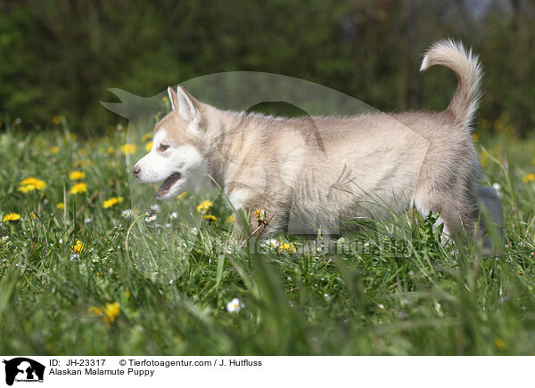 Alaskan Malamute Puppy / JH-23317